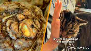 Virales Vieo: Darum ist diese Katze ganz wild auf Sellerie