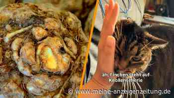 Virales Vieo: Darum ist diese Katze ganz wild auf Sellerie