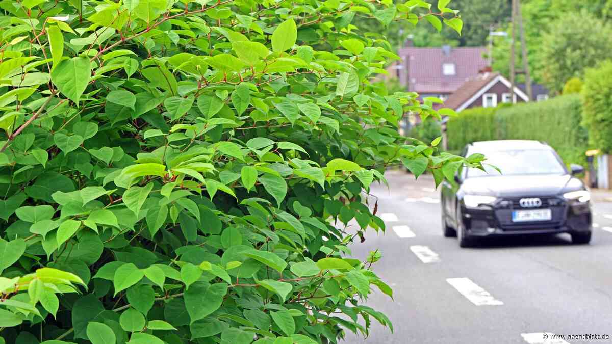30 cm am Tag: Diese Pflanze wächst Hamburg über den Kopf – neue Bekämpfungsidee