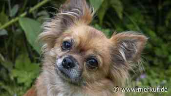 Chihuahua in Waldstück am Tegernsee bestattet – Polizei sucht Zeugen