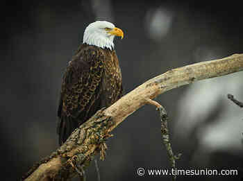 How changes in the Endangered Species Act could affect nature in New York