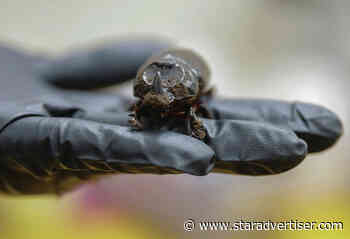 Ag board, community to debate rules protecting Molokai from invasive beetles