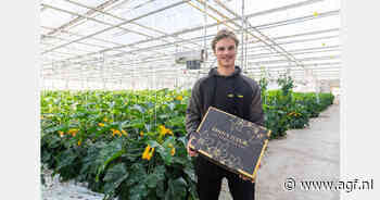 Seizoen courgettebloemen verlengd: "Fleur beschikbaar tot ongeveer 10 december"