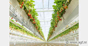 Grote belangstelling voor zomerplanting Limore One