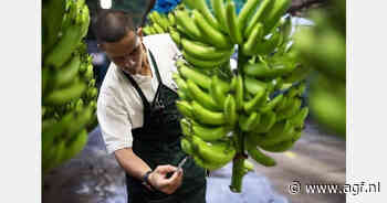 Bananensector bezorgd over toenemende druk op de keten
