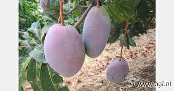 Goedkope Braziliaanse mango's verdringen Spaans product