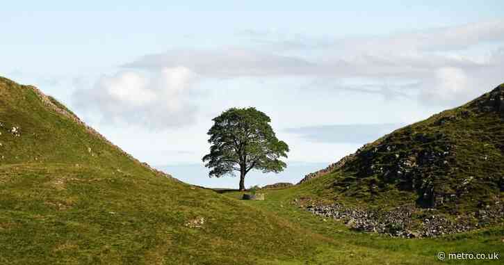 Sycamore Gap stump surrounded by ring of shoots three years on from felling