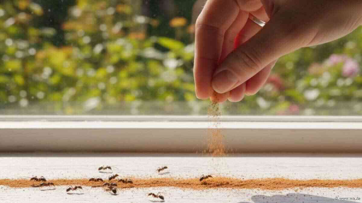 Ameisen in der Wohnung? Mit diesem einfachen Hausmittel verschwinden sie sofort
