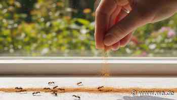 Ameisen in der Wohnung? Mit diesem einfachen Hausmittel verschwinden sie sofort
