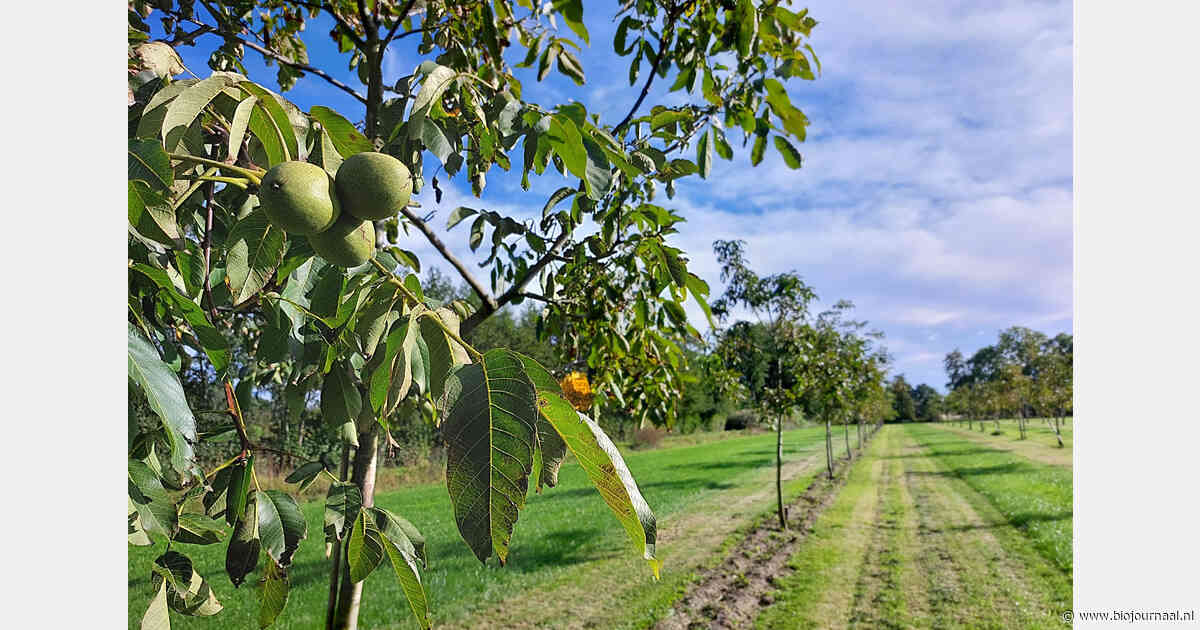"Ondernemers schreeuwen om kennis over agroforestry"