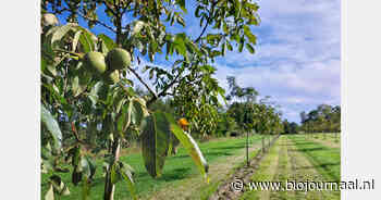 "Ondernemers schreeuwen om kennis over agroforestry"