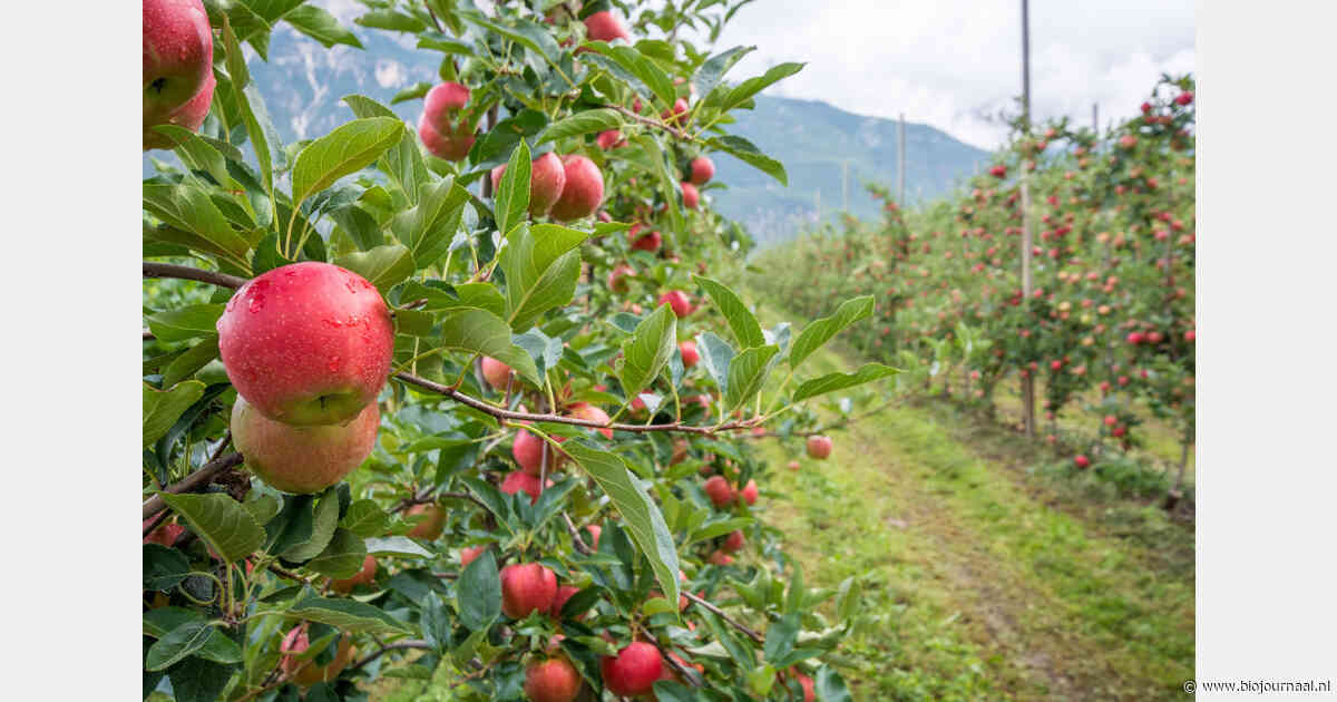 Biologisch kernfruitareaal Zuid-Tirol 4 procent kleiner dan jaar eerder