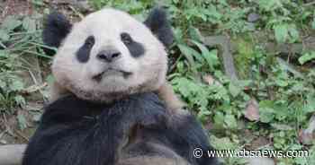 Giant pandas return to Zoo Atlanta, but fans must wait to meet them