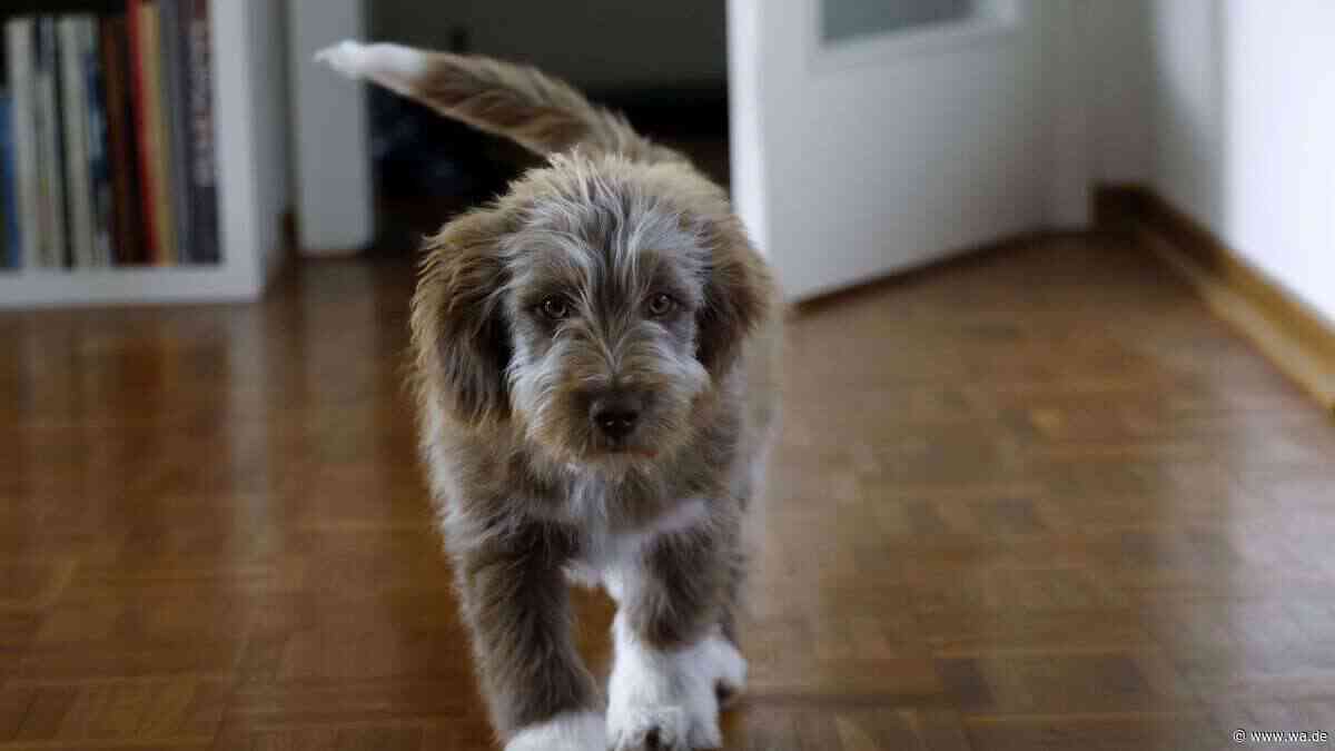 Hundetraining leicht gemacht: Mit diesen 10 Tipps wird Ihr Welpe schnell stubenrein