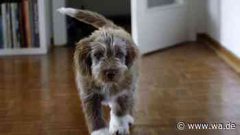 Hundetraining leicht gemacht: Mit diesen 10 Tipps wird Ihr Welpe schnell stubenrein