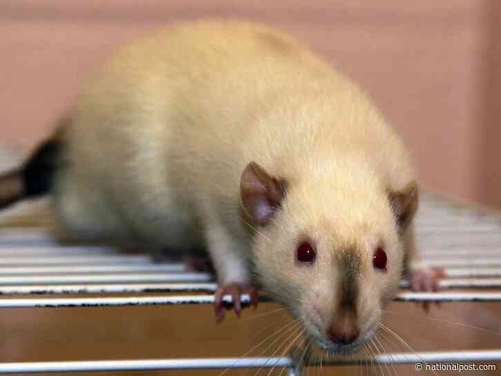 At first, case stumped doctors who determined Ontario woman had fatal case of rat bite fever
