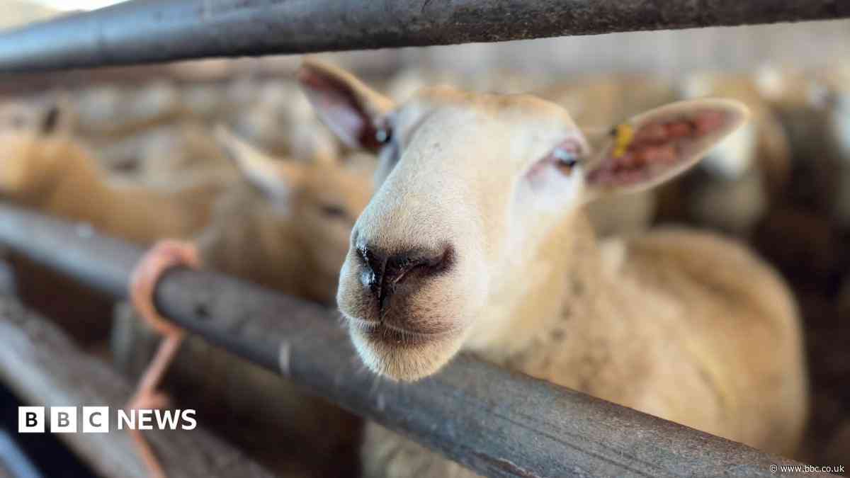 Bluetongue found in Oxfordshire and Isle of Wight