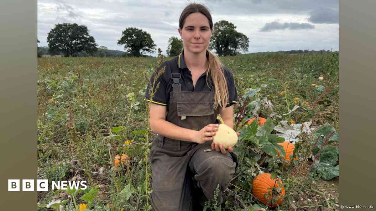 Pumpkin patches feel the heat after summer drought