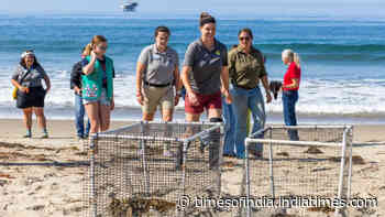 Western snowy plovers return to California beach after 40 years as 212 birds are released since 2016