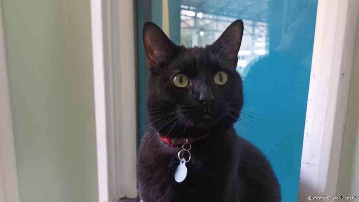 Retired Huddersfield Railway Station cat dies tragically while 'living his best life'