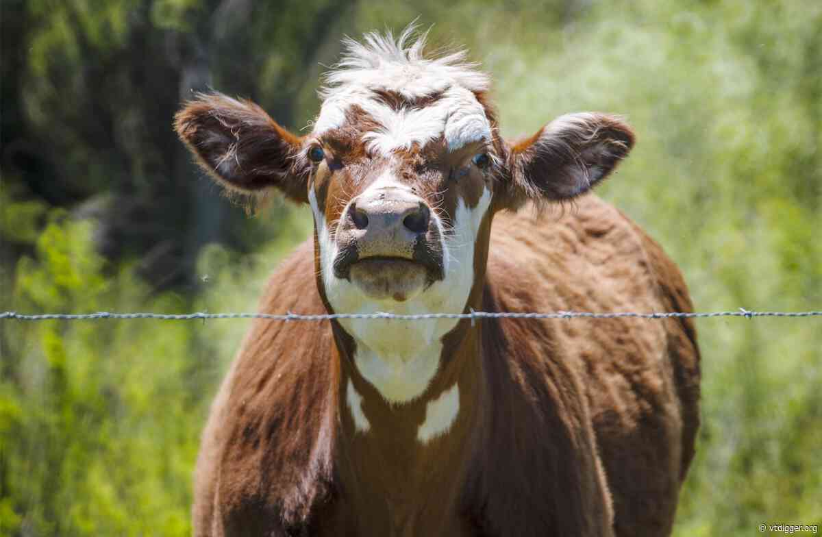 Vermont farmers feel impacts of staffing cuts at USDA