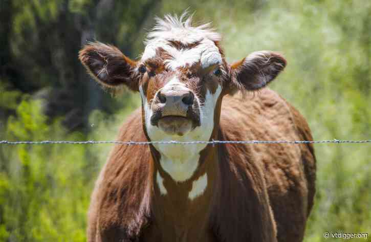 Vermont farmers feel impacts of staffing cuts at USDA