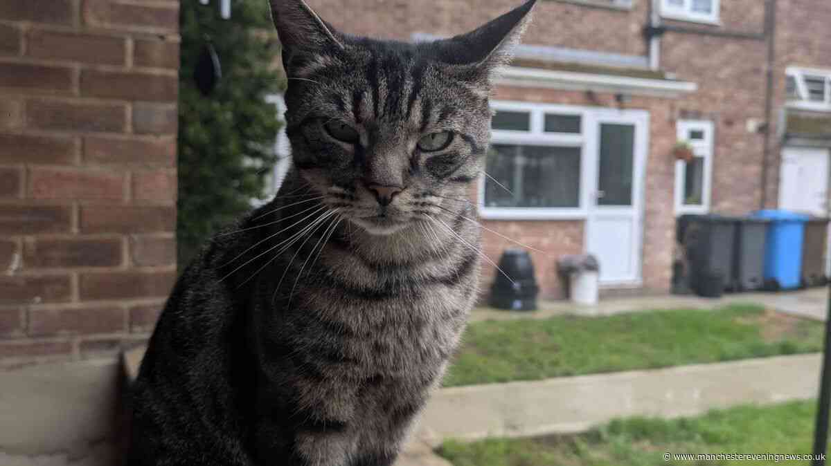 Distraught owners find cat's body after tail posted through letterbox