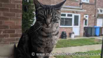 Distraught owners find cat's body after tail posted through letterbox