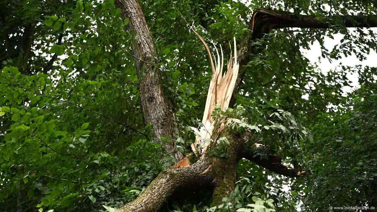 Landwirt in Simbach unter Baumstamm eingeklemmt – Spaziergängerin eilt zur Rettung