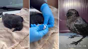 Crows are being given naloxone after suspected drug overdoses in Prince George