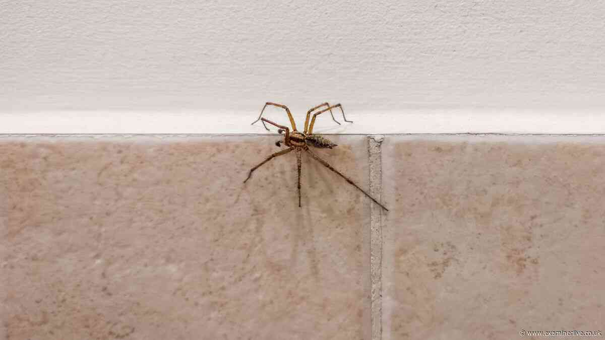 RSPCA 'legal protection' alert if you have a spider in your home