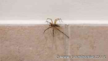 RSPCA 'legal protection' alert if you have a spider in your home