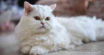 7 specific cat breeds that don't like being left lone and what to do