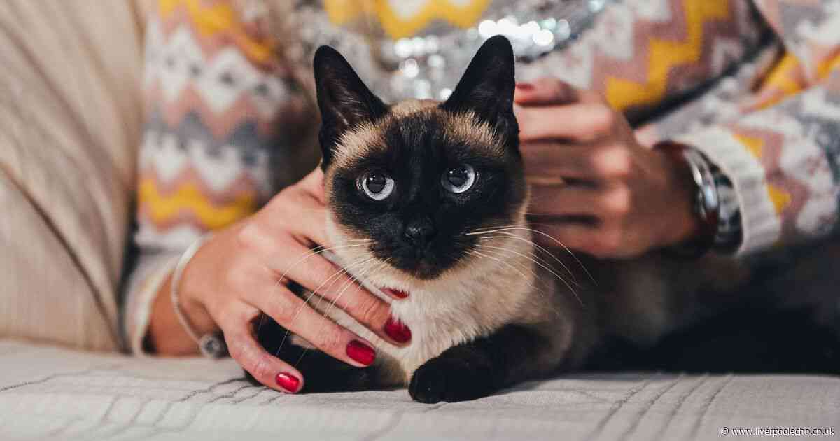 Seven cat breeds most prone to separation anxiety — signs to look out for