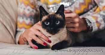 Seven cat breeds most prone to separation anxiety — signs to look out for