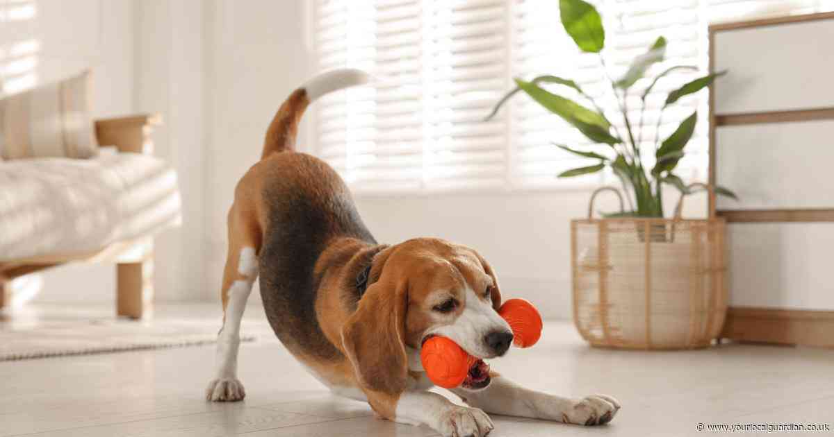 Online pet store shut down after £6.3m 'unexplained transactions'