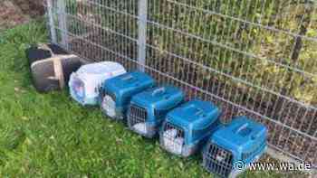 17 Katzen in Gebüsch auf Flugplatz ausgesetzt – darunter vier Wochen alte Tiere