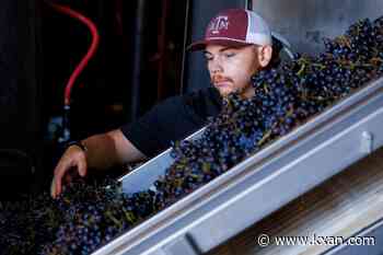 'A year for quality.' Despite weather challenges, Texas wineries expect strong 2026 vintage