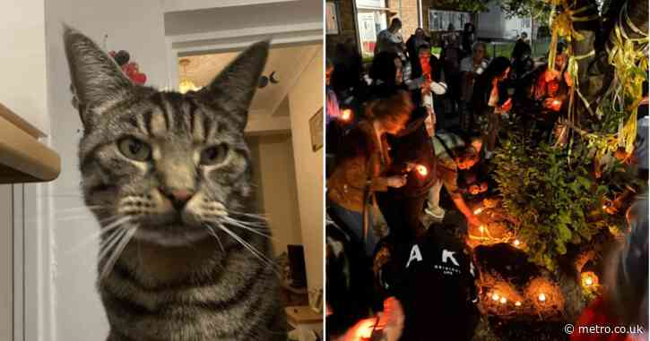 More than 100 turn up for vigil for cat whose tail was posted through letterbox