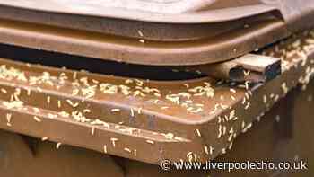 Binman's simple step to stop maggots in wheelie bin but 'people don't want to do it'