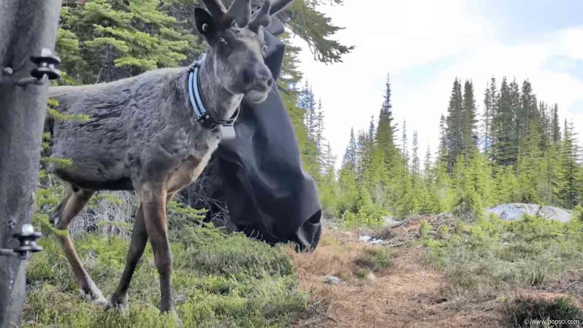 5 ‘trailblazing’ caribou return to Canada’s wilderness