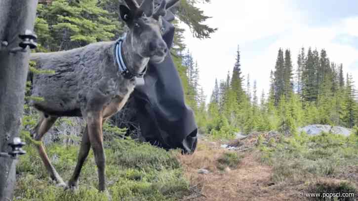 5 ‘trailblazing’ caribou return to Canada’s wilderness