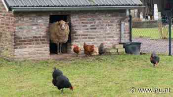 Zaandammer aangehouden vanwege het doden van schapen, kippen en kuikens