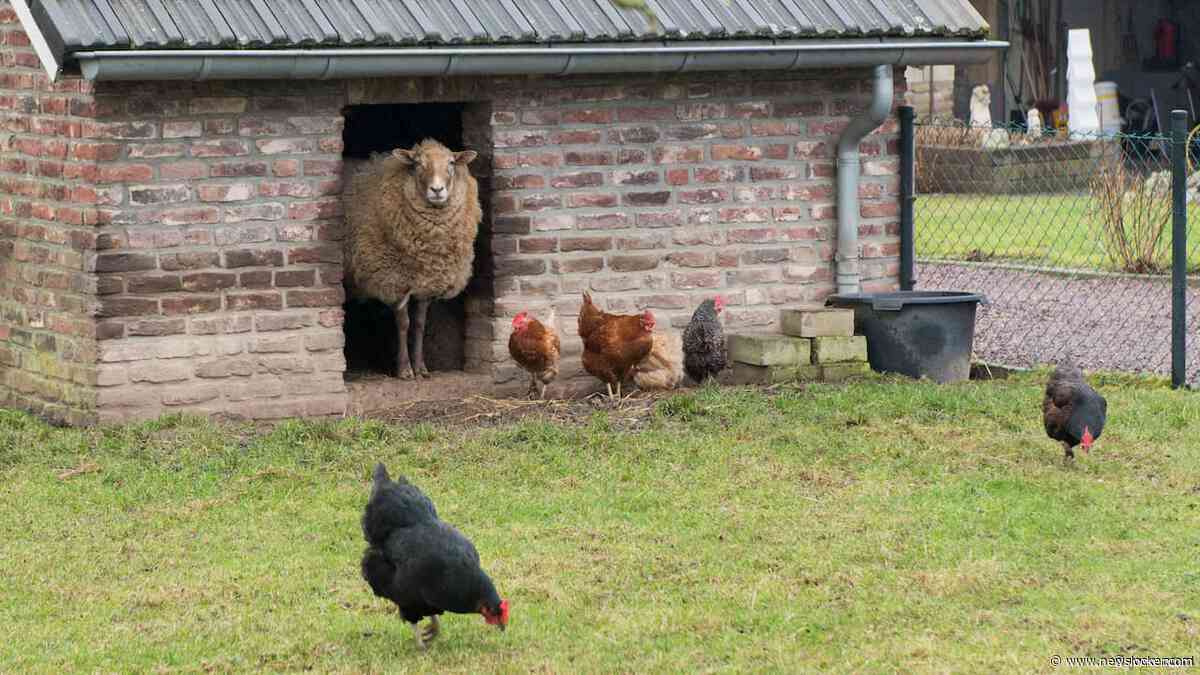 Zaandammer aangehouden vanwege het doden van schapen, kippen en kuikens