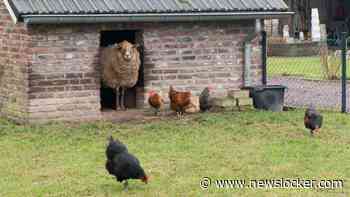 Zaandammer aangehouden vanwege het doden van schapen, kippen en kuikens