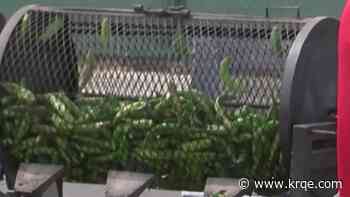 UNM Alumni hold annual green chile roast