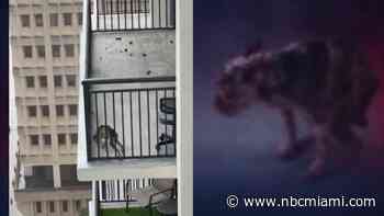 Dog owner arrested after neighbors at Miami high-rise express concerns, animal services says