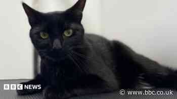 Beloved railway station cat dies in road accident