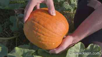 Fall is here: Expert tips for picking mature pumpkins