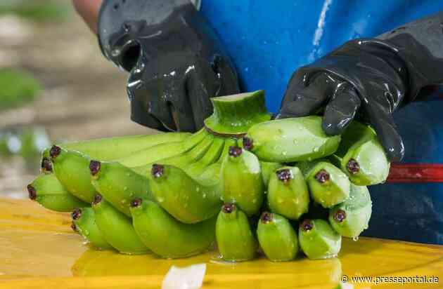 Kolumbien warnt Europa: Die Bananenproduktion wird angesichts von El Niño und der Aufwertung der Landeswährung immer teurer und gefährdet 200.000 Arbeitsplätze